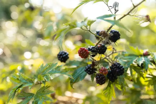 #22 zdjęcie nieruchomości