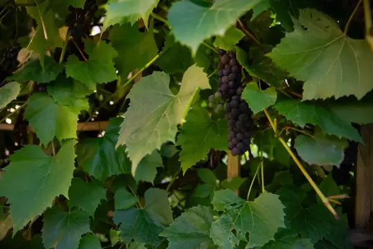 #24 zdjęcie nieruchomości